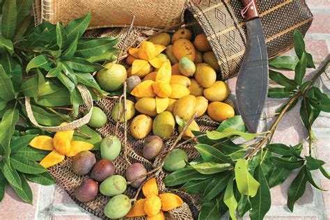 When Is Mango Season