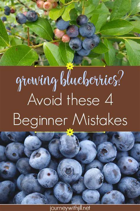 When To Avoid Blueberries
