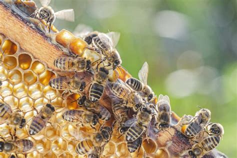 Where Do Bees Live