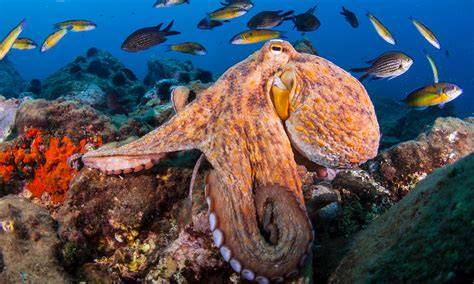 Where Do Live Octopus