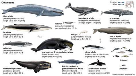 Where Do Live Whales