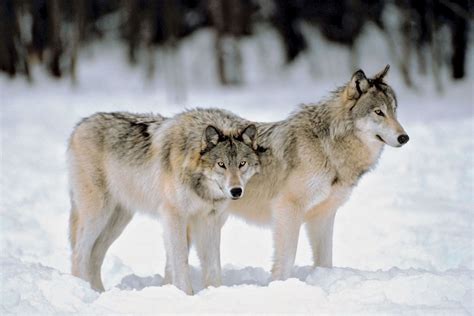 Where Do Wolves Live