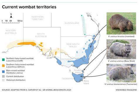 Where Do Wombats Live