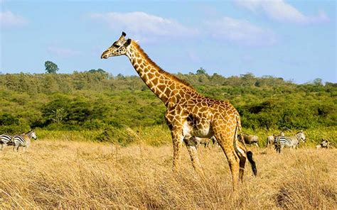 Where Does A Giraffe Live