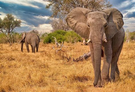 Where Does Elephant Live