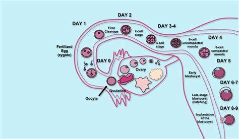Where Does Fertilization Occur
