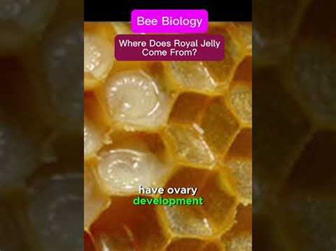 Where Does Jelly Come From