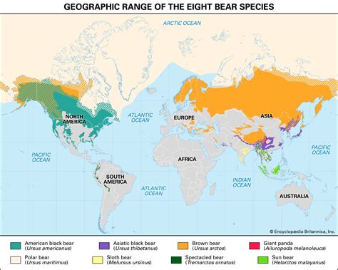 Where Does Live Bear