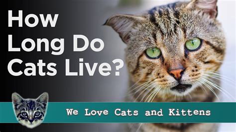 Where Does Live Cat