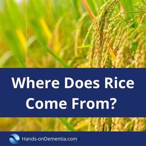 Where Does Rice Come From