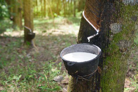 Where Does Rubber Come From