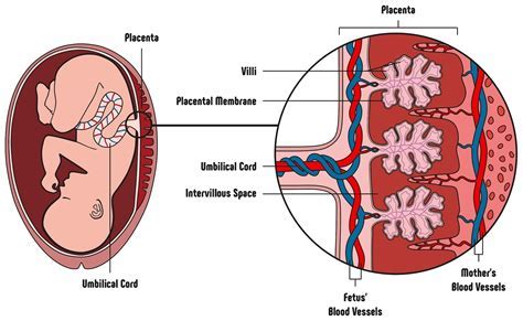 Where Does The Placenta Come From Father