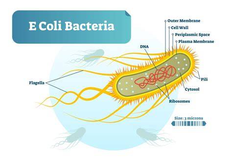 Where Is Found E Coli