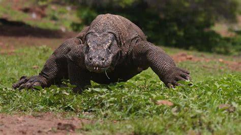 Where Is Found Komodo Dragon