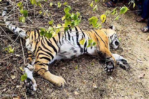 Where Is Found White Tiger