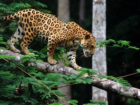 Where Is Jaguar Found In India