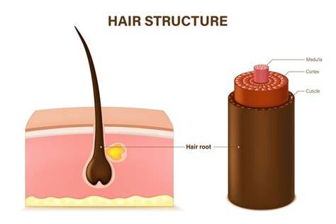 Where Is Located Hair Shaft