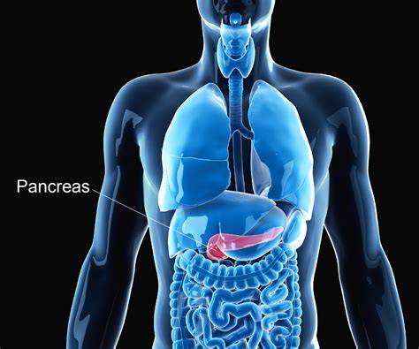 Where Is Located Pancreas