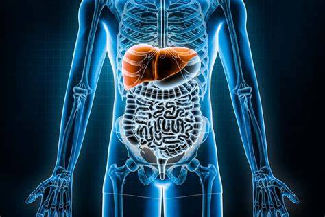 Where Is Located Your Liver