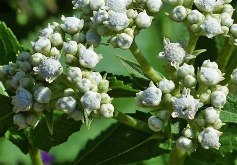 Where Is Quinine Found