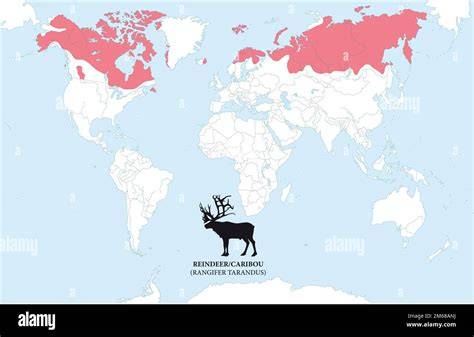 Where Is Reindeer Found