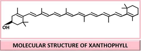 Where Is Xanthophyll Found