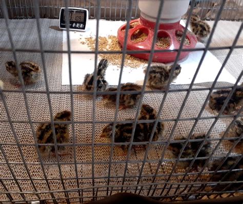 Where To Buy Quail Near Me