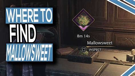 Where To Find Mallowsweet