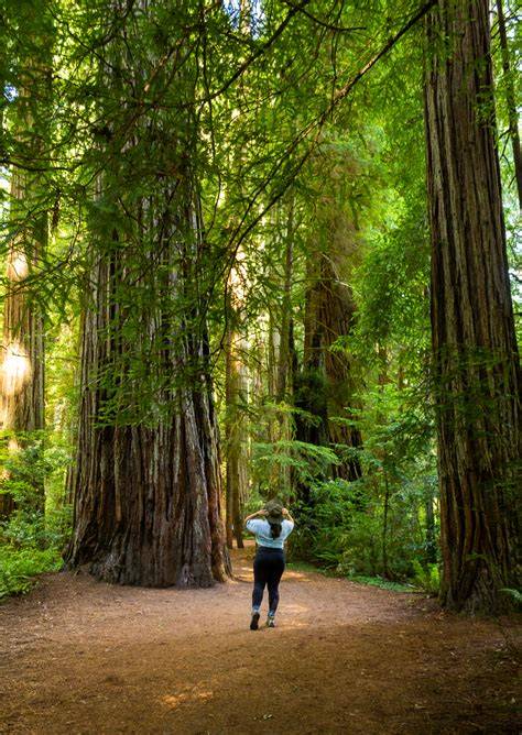 Where To Go In Redwood National Park