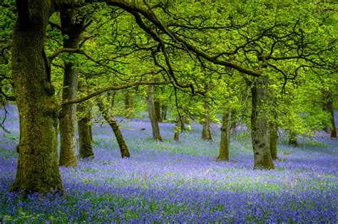 Where To See Bluebells Near Me