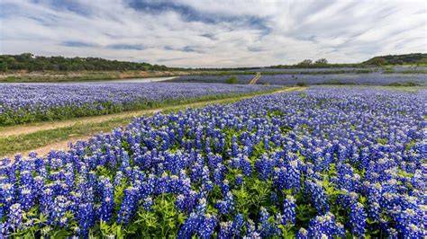 Where To See Bluebonnets Near Me