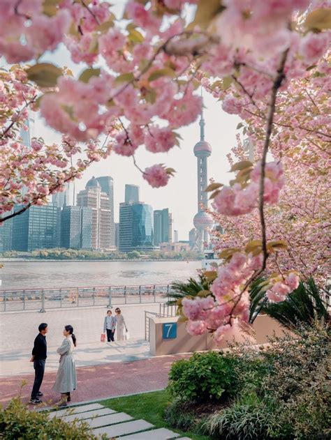 Where To See Cherry Blossom In Shanghai