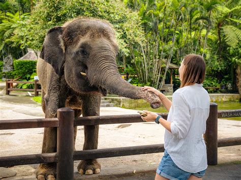 Where To See Elephants In Bali
