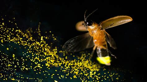 Where To See Fireflies