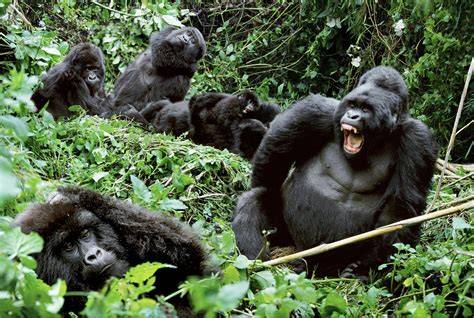 Where To See Gorillas In Africa