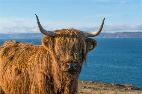 Where To See Highland Cows Near Me