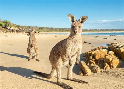 Where To See Kangaroos In Australia
