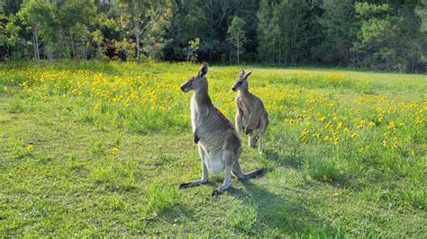 Where To See Kangaroos In Sydney