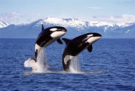 Where To See Killer Whales