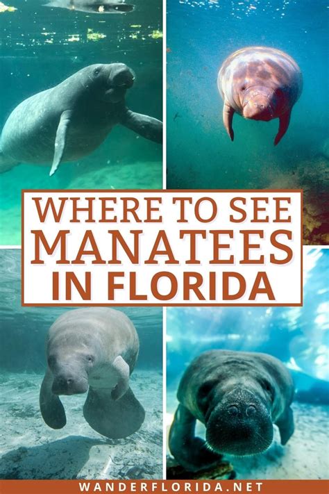 Where To See Manatees Near Me