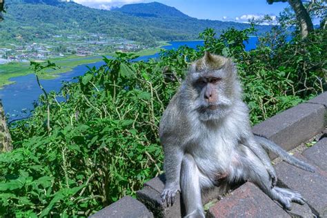 Where To See Monkeys In Bali
