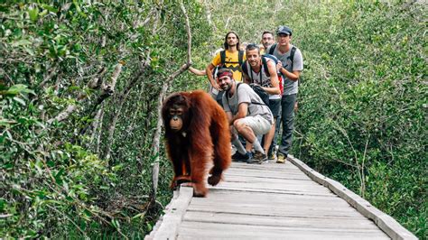 Where To See Orangutans In Indonesia