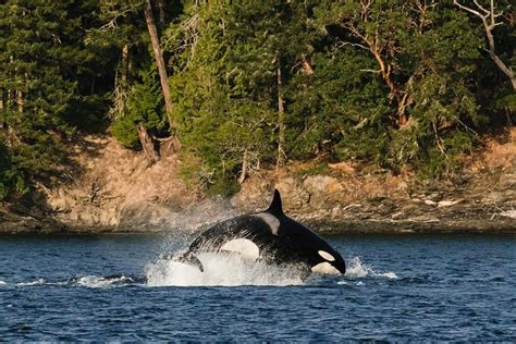 Where To See Orcas