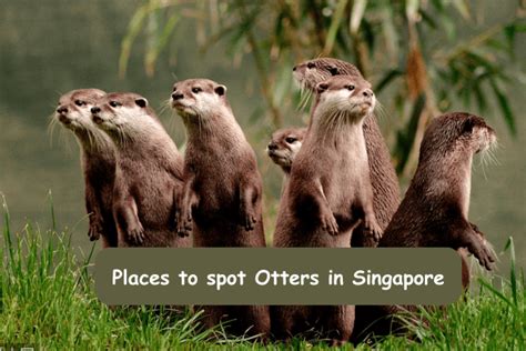 Where To See Otters In Singapore