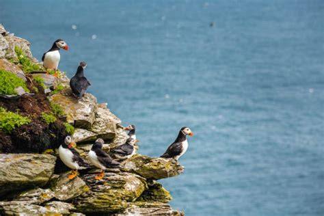 Where To See Puffins In Ireland