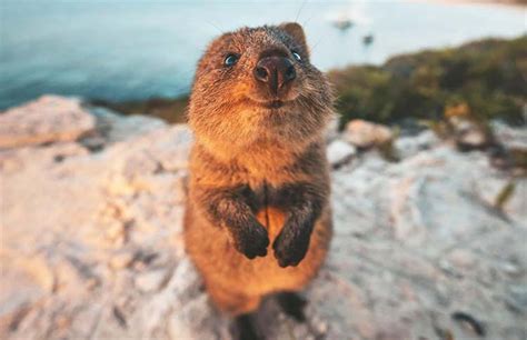 Where To See Quokkas In Australia