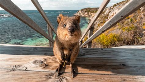 Where To See Quokkas On Rottnest