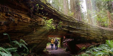 Where To See Redwoods
