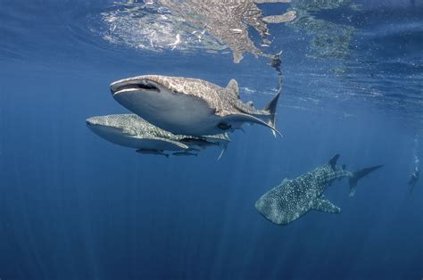 Where To See Whale Sharks In Indonesia
