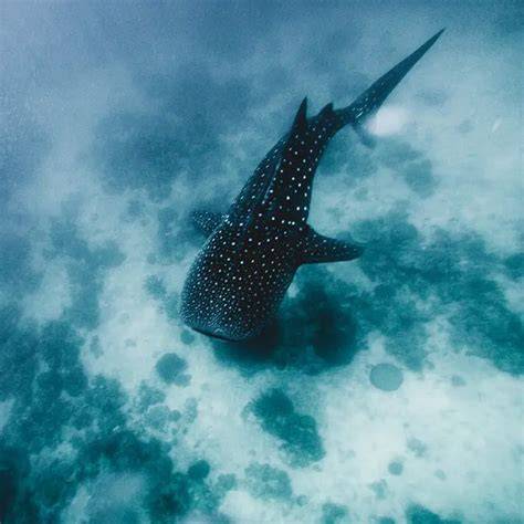 Where To See Whale Sharks In Philippines